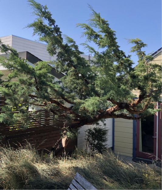 A large, windswept tree with dense green foliage leans over a modern house with light-colored siding and red-framed windows, surrounded by tall grass and a wooden bench in the foreground.
