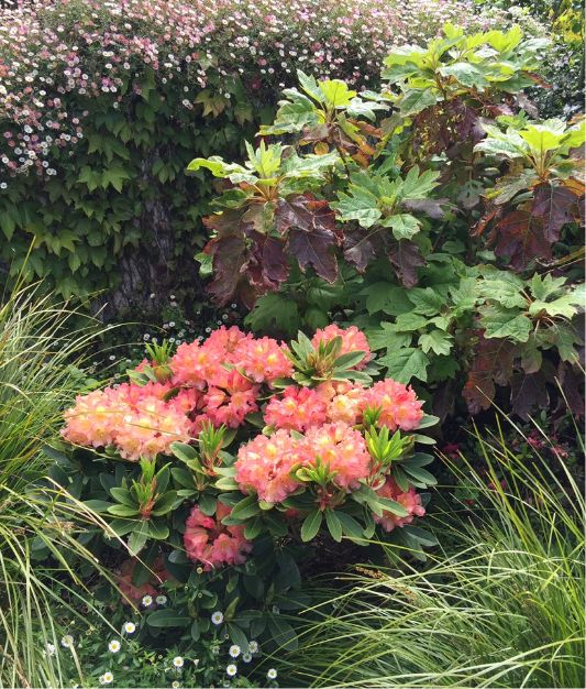 A lush garden scene featuring a blooming bush with clusters of peach and yellow flowers, surrounded by green foliage, tall grasses, and a leafy shrub in the background.