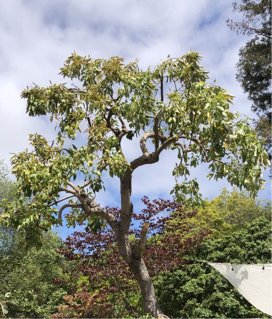 A tall tree with spreading branches and green leaves stands against a partly cloudy sky, surrounded by other trees with various shades of green and red foliage. A white sail shade is visible in the bottom right corner.