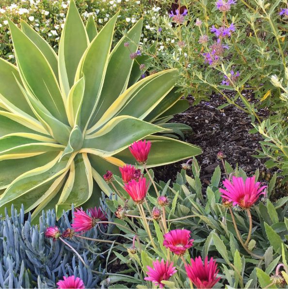 A garden scene with a large green and yellow agave plant, bright pink daisy-like flowers, spiky blue-green succulents, and small purple wildflowers blooming around them.
