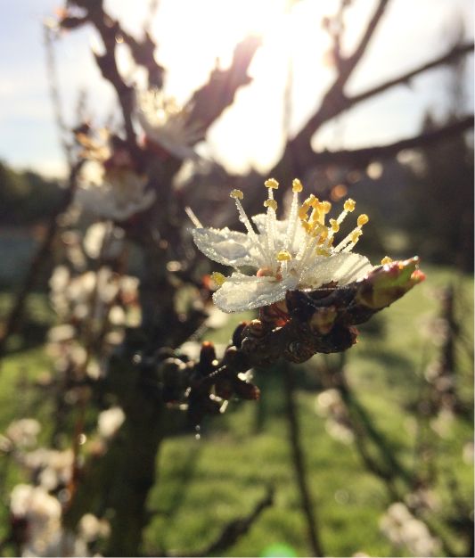 Close-up of a white blossom with yellow stamens on a tree branch, covered in dew, with sunlight shining through and a blurred green background.