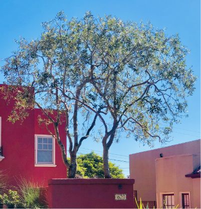 Two slender trees with spreading branches grow in a large planter against a bright, sunny sky. Behind them, red and tan buildings with windows create a colorful, vibrant backdrop. The planter is labeled 1620.