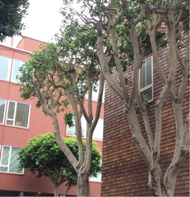 Leafy trees stand next to a building with brown wooden shingles, while another red building with large windows is visible in the background. The sky is overcast.