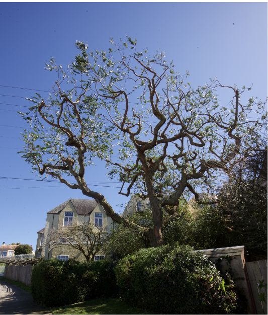 A large, twisted tree with sparse leaves stands in front of a two-story house with distinctive triangular roofs, under a clear blue sky. Bushes and a wooden fence line the front yard.