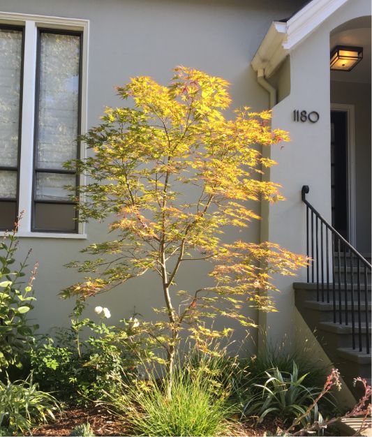 A small Japanese maple tree with yellow-green leaves stands in front of a light gray house, next to a staircase with black railing and the house number 1180 on the wall. Sunlight highlights the trees foliage.
